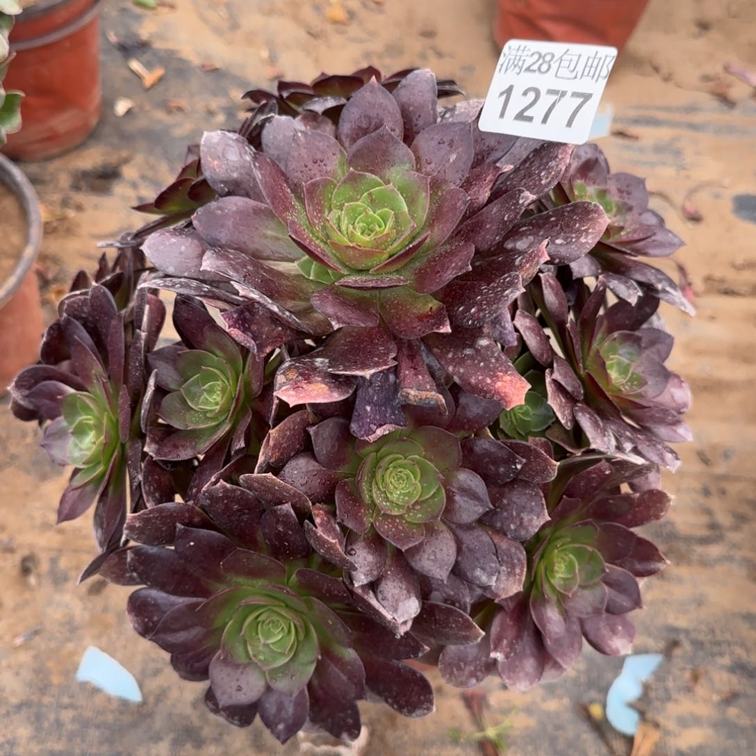 黑魔多肉瑕疵1277满28包邮断枝不包