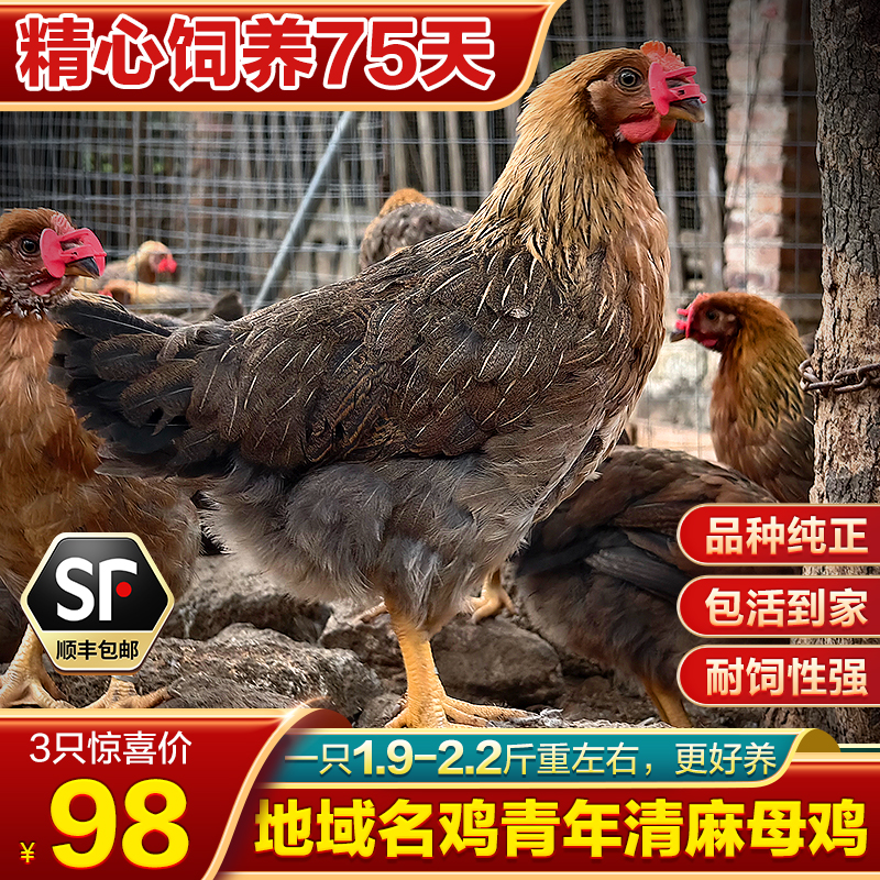 【直播专享 一只1.9-2.2斤左右】青年清麻母鸡 适应性强 不挑食Za