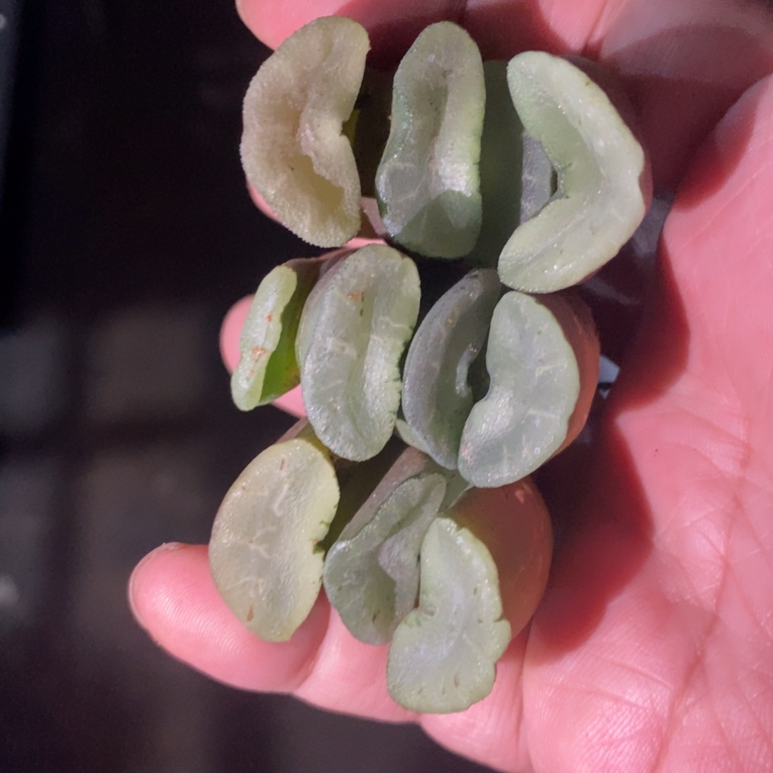 1811 一颗大久保蓝镜玉扇 铭品