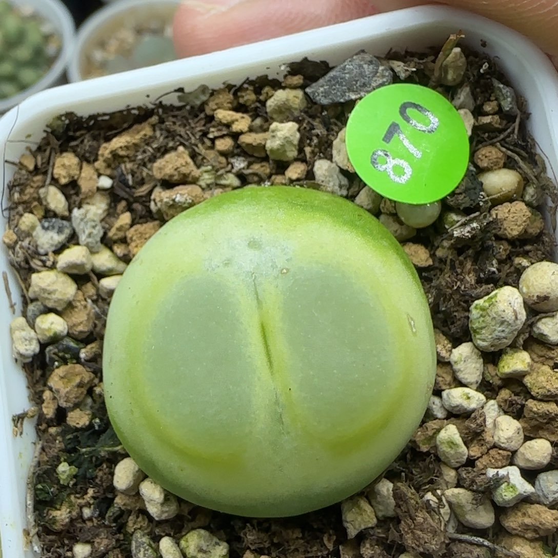 拉登2.6多肉植物870