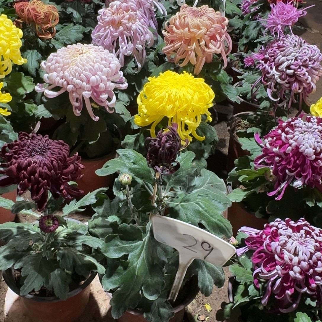 政***大部分花苞少量开放29