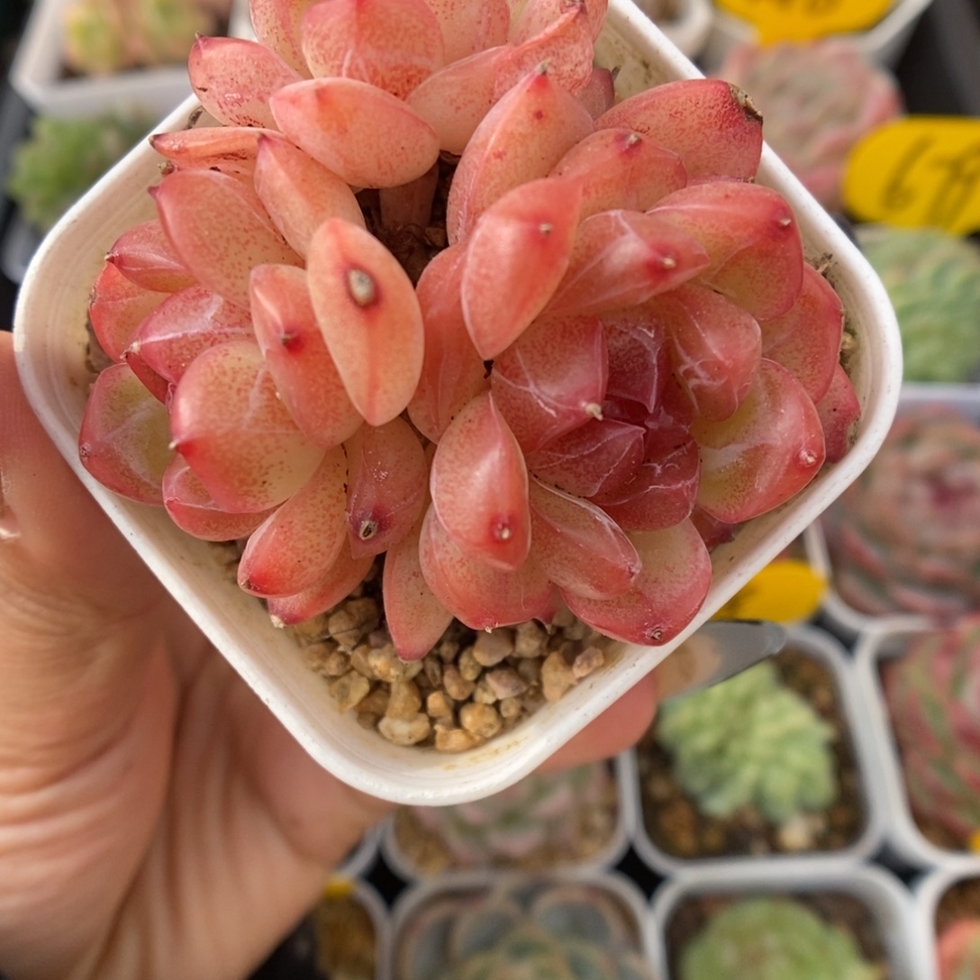 琴心群生457号。    