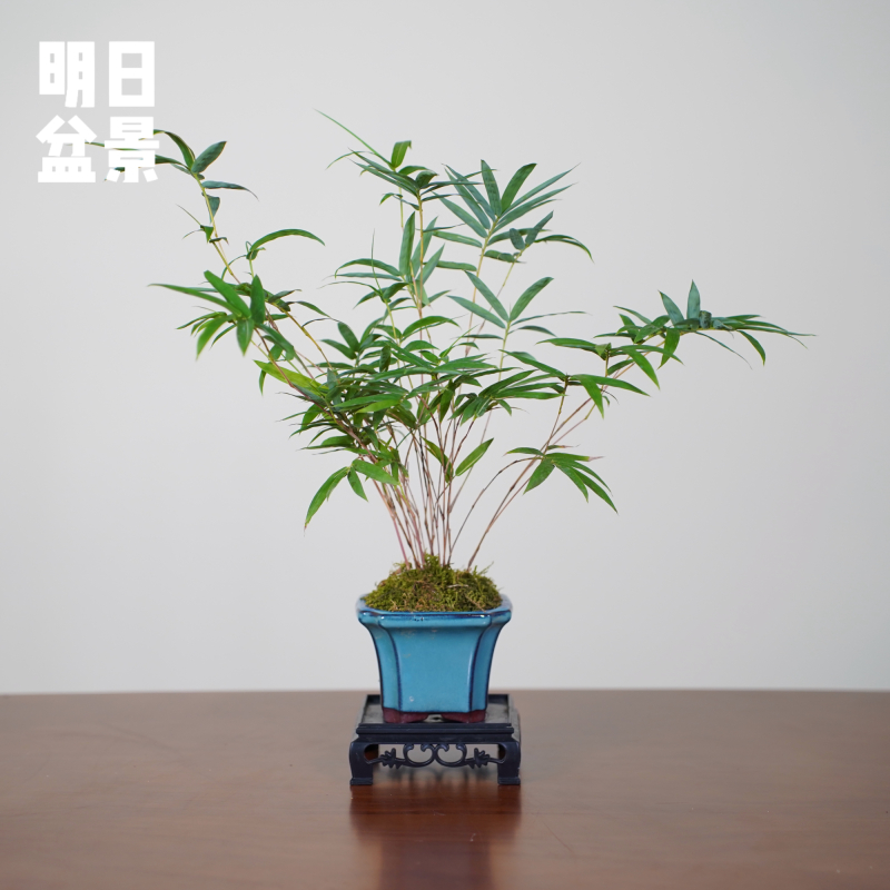 桌宠红观音竹迷你款可爱小植物种好发货养护简单国风绿植