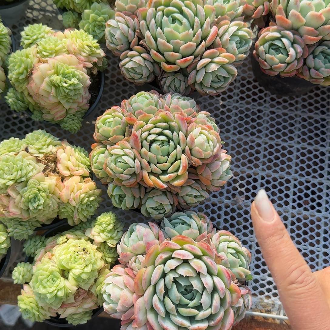 贝瑞手捧花多肉植物