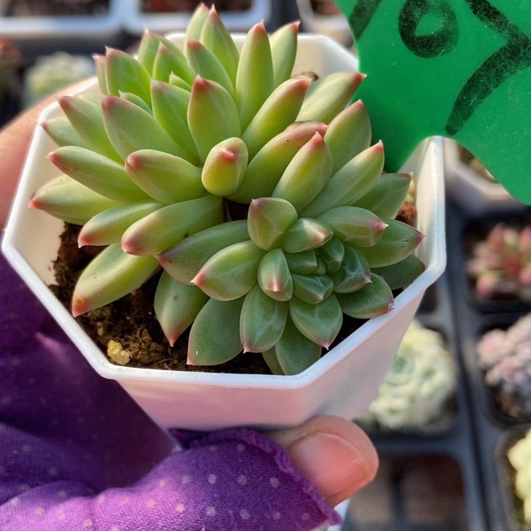 907甲骨文多肉植物