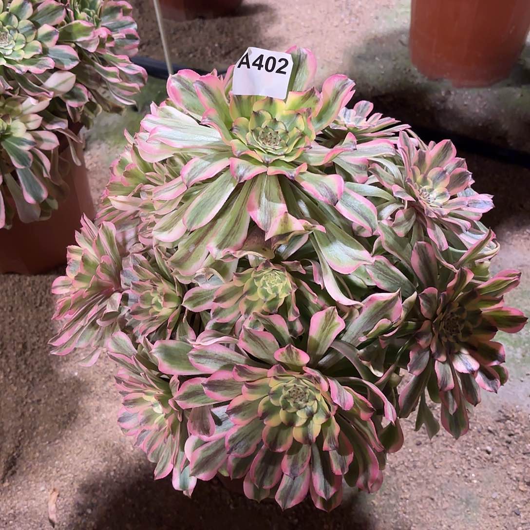 多肉法师黛玉402