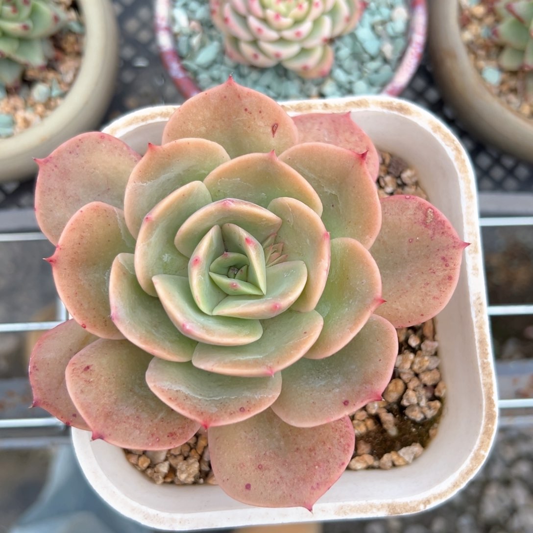 军旗（满38包邮）多肉