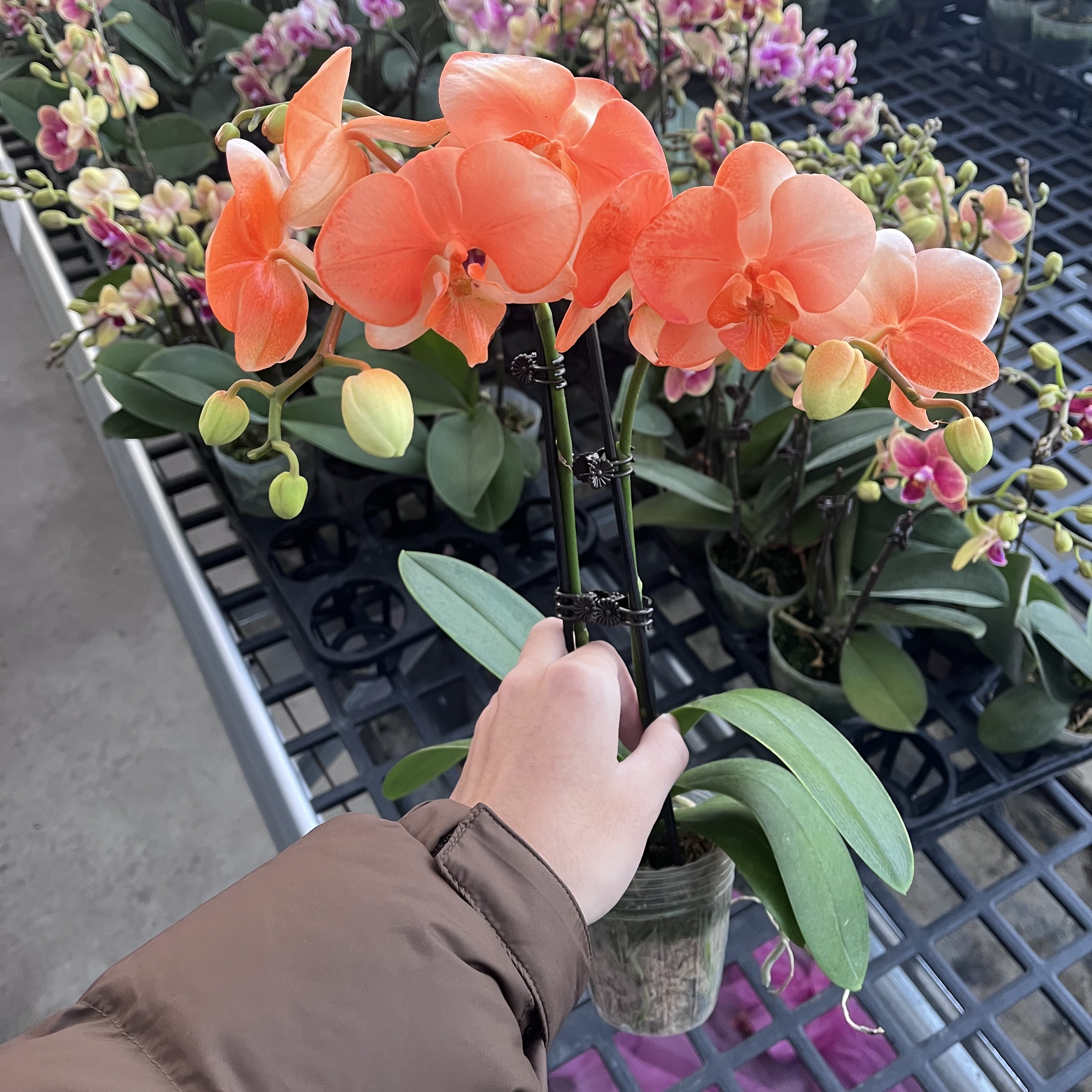 精选蝴蝶兰【心想事橙2】喷色工艺橙色蝴蝶兰 室内花卉绿植基地直发