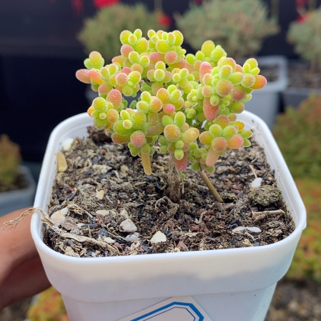 d1号蜜橘糖球枝干多肉