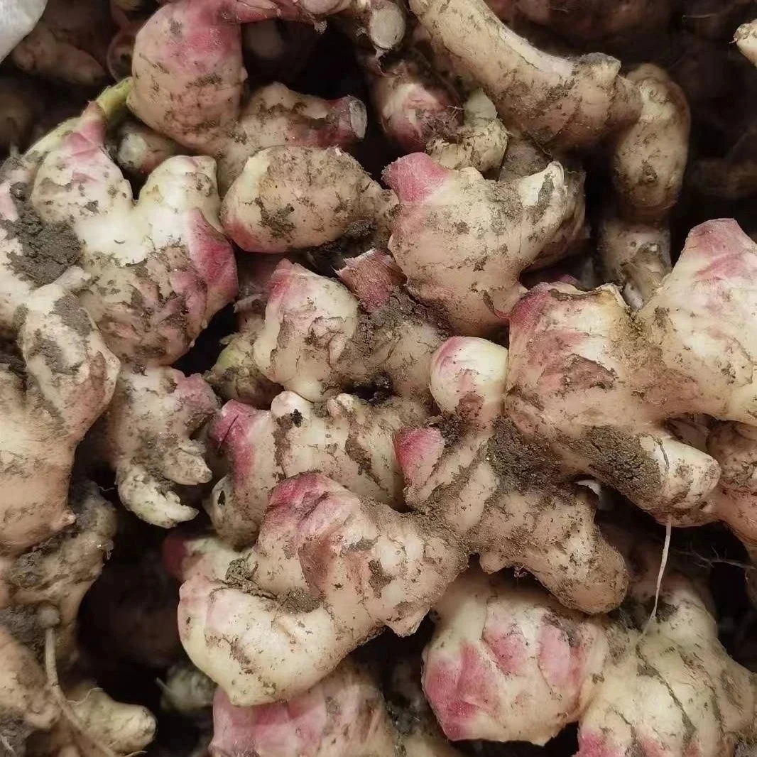 云南特产山货~青姜~卤蛋甄选