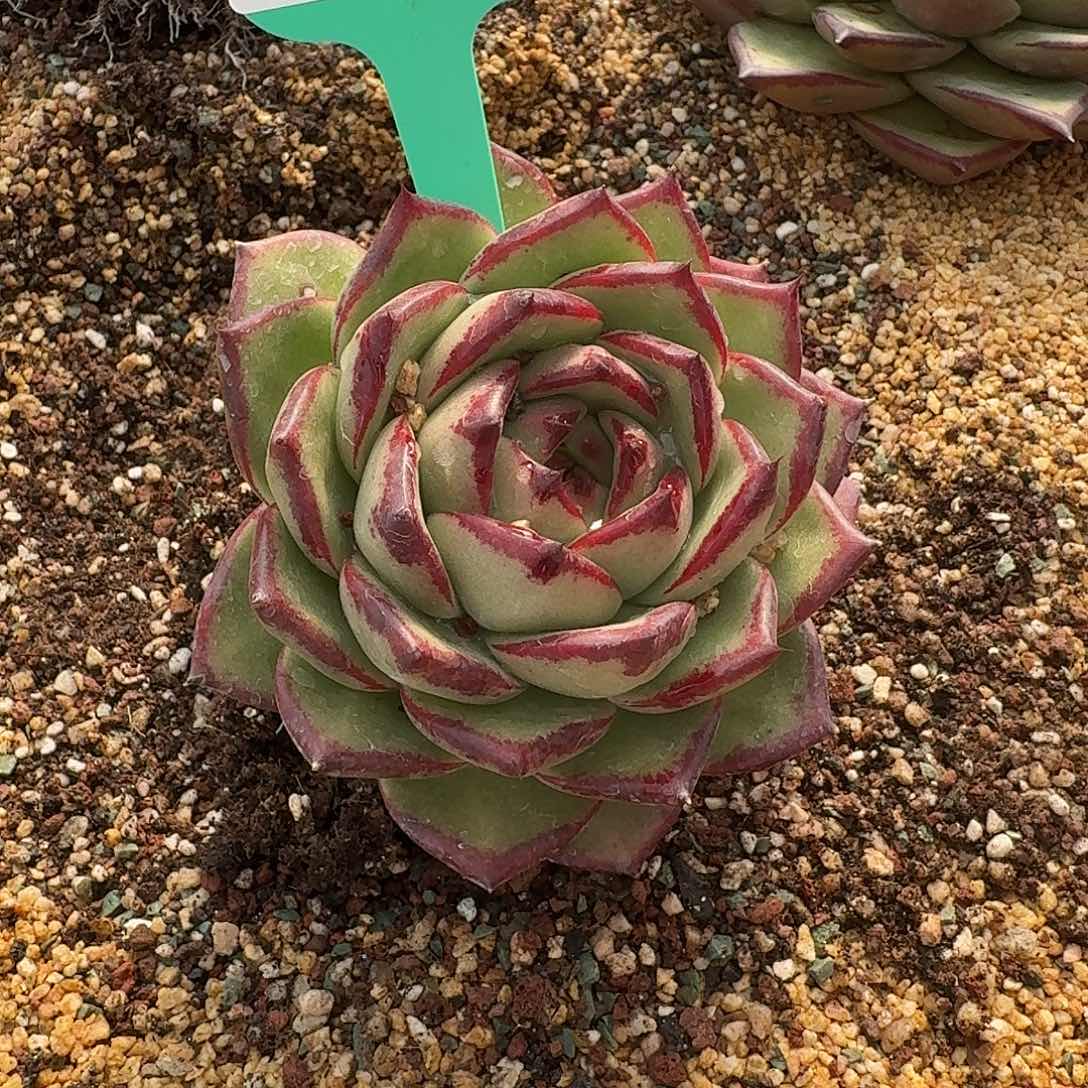 从前慢花园多肉0130-74