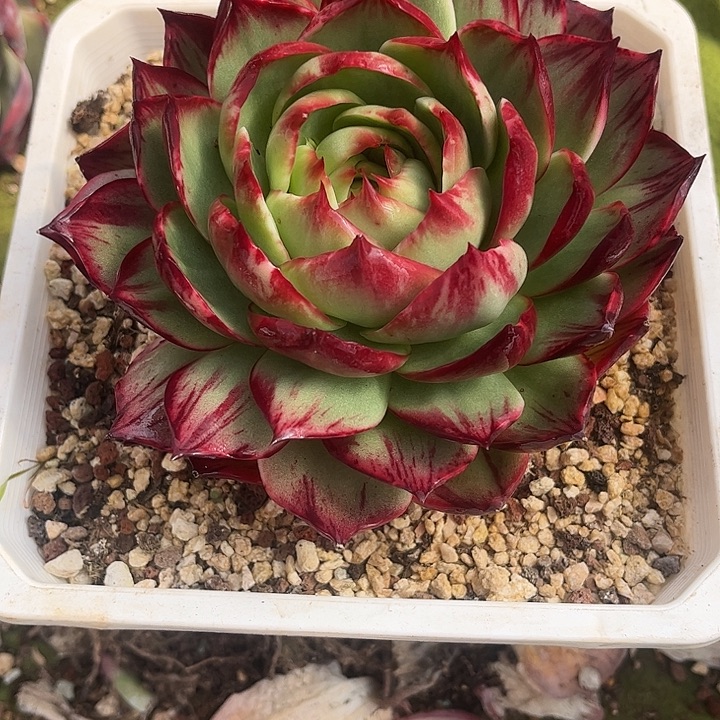 惊鸿仙子多肉植物1685