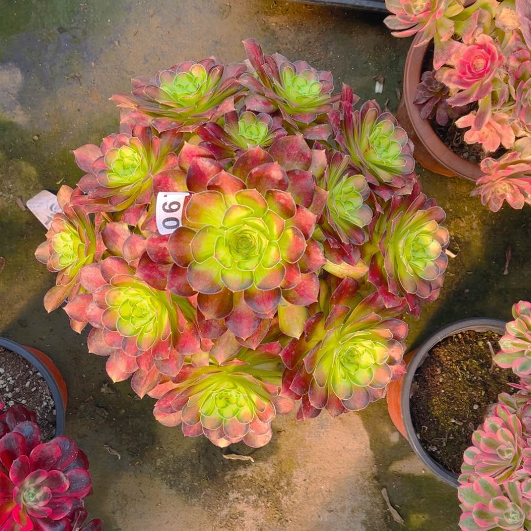 【闪购商品】韶华067多肉