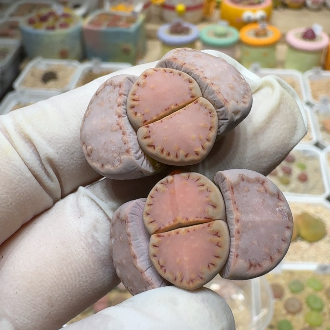 浅****?0214-43饼干粉171