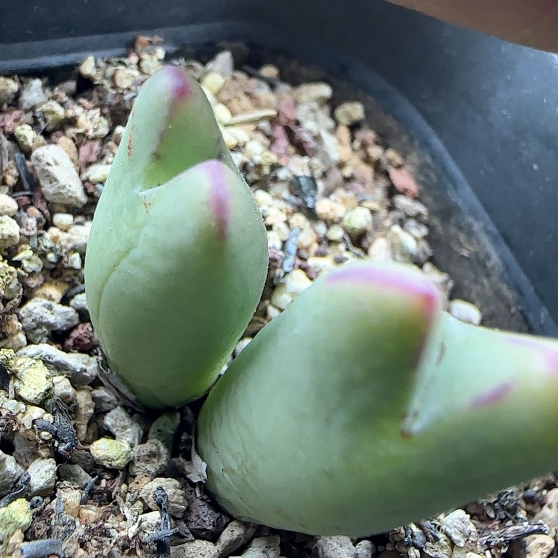 脱土年后发货24593