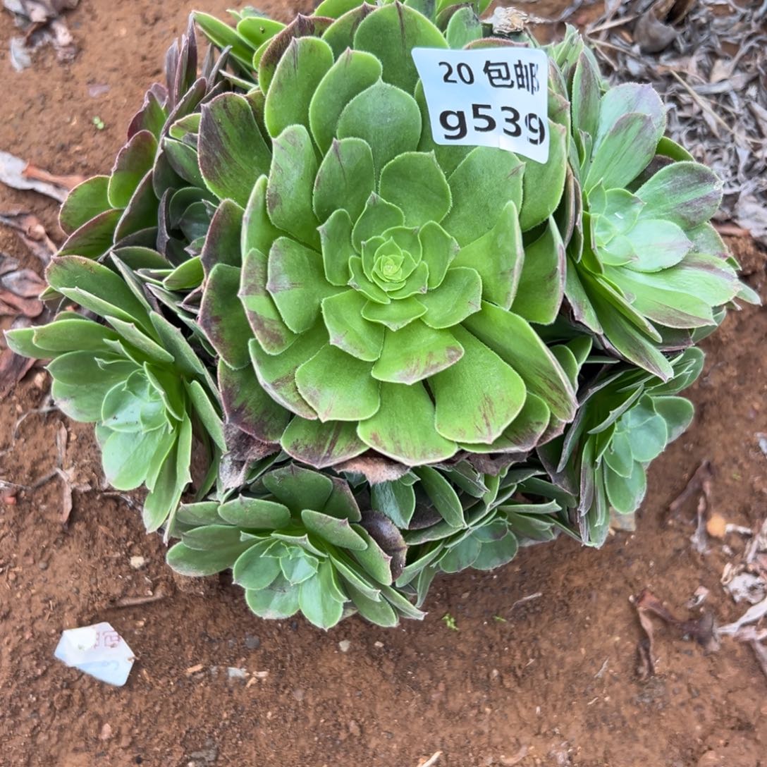 539沙拉碗，满20包邮嘟叮熊