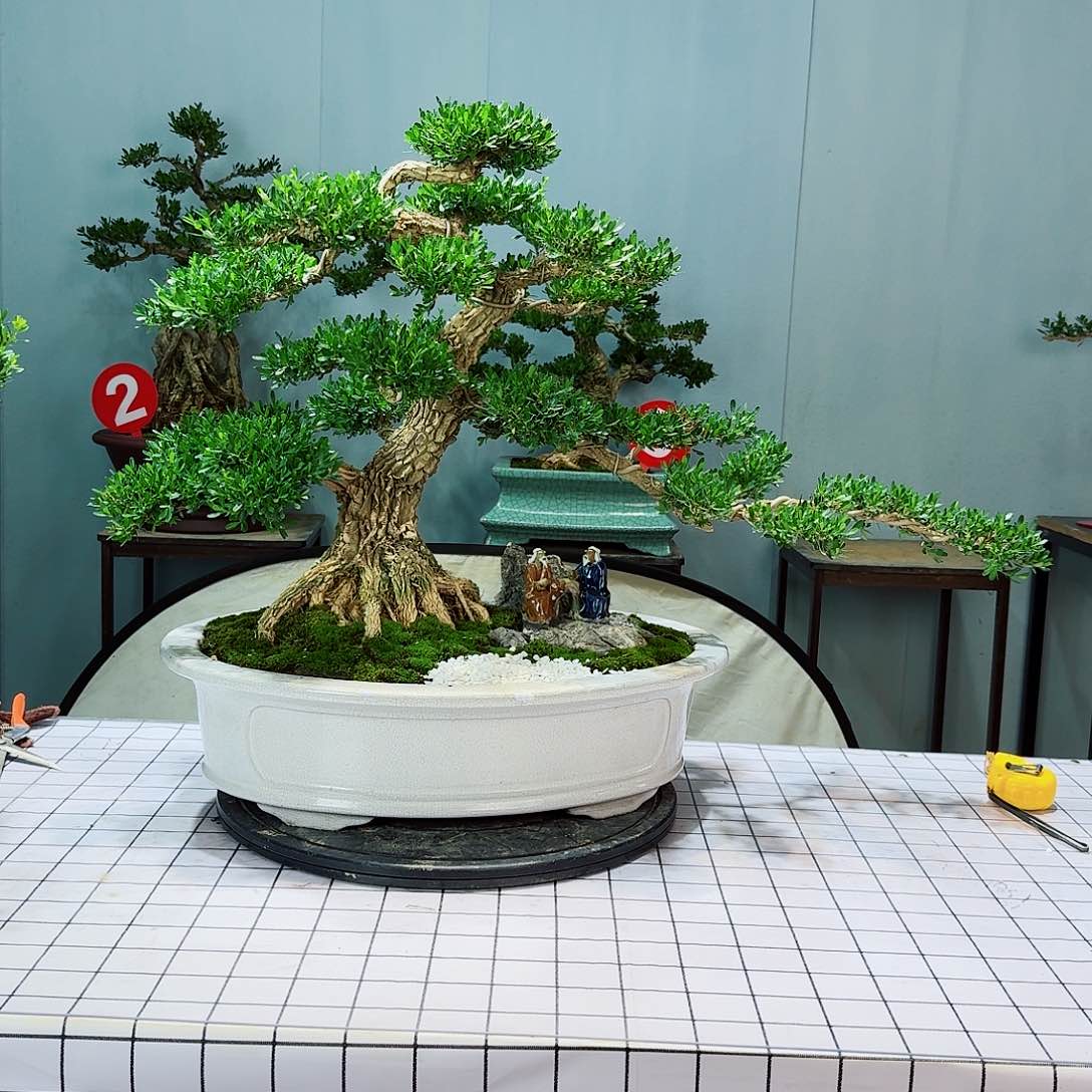 黄*森广东皱皮雀舌黄杨