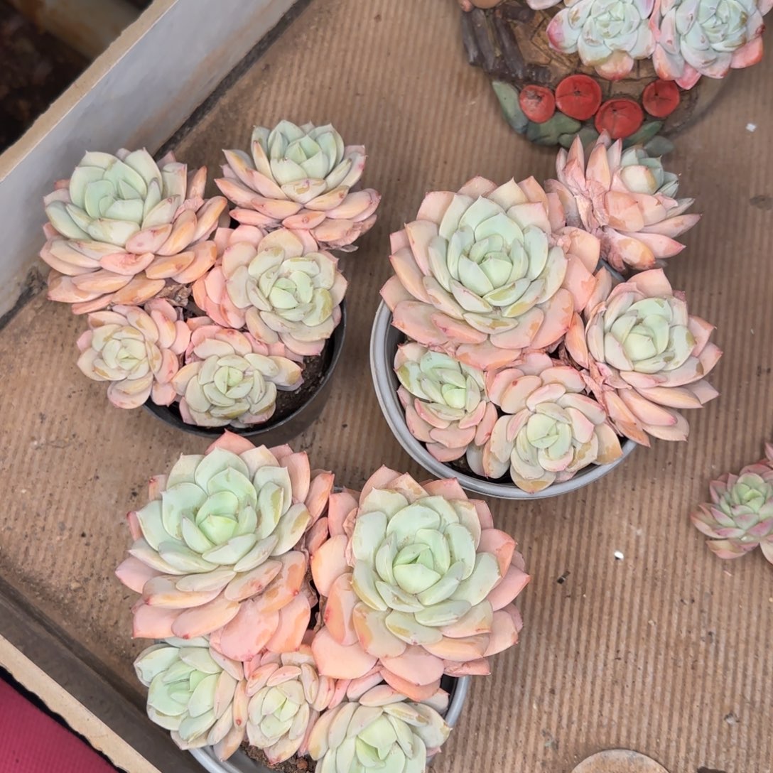 恋曲群一颗多肉。    