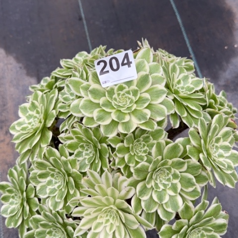 204碧浪35厘米左右