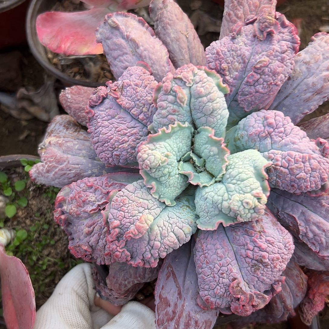 去不呃啊啊啊呃呃呃呃呃呃