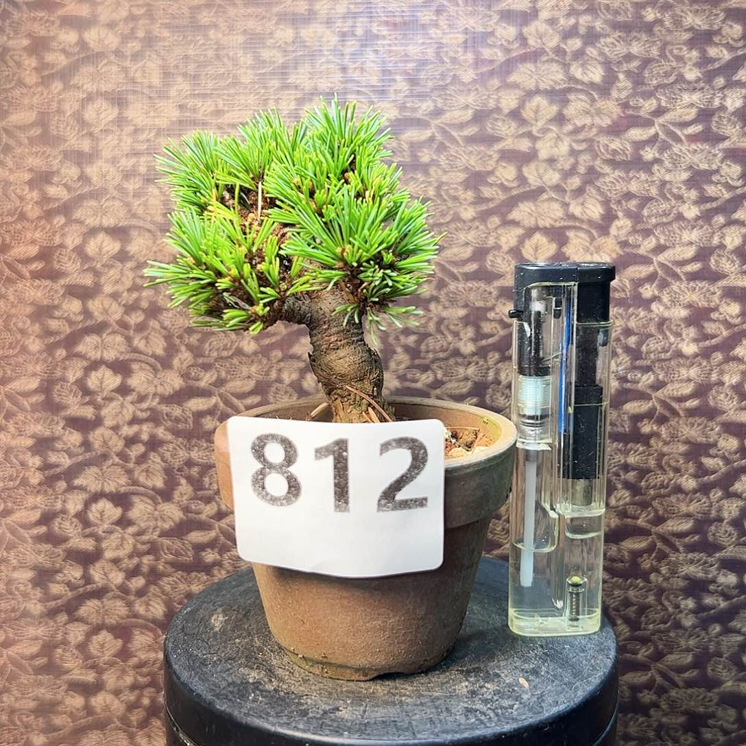 无花朵健健康康快快乐乐