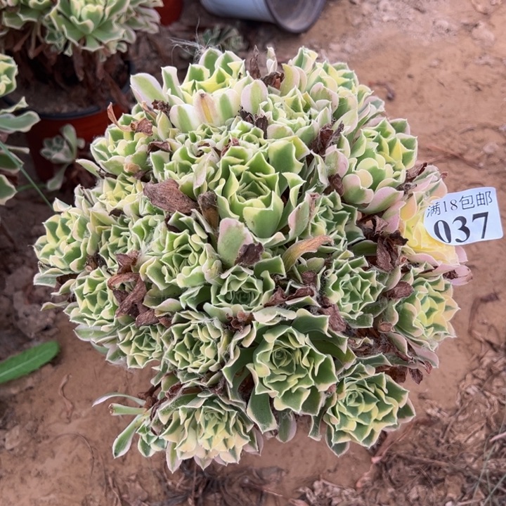 037白凤4号棚0000