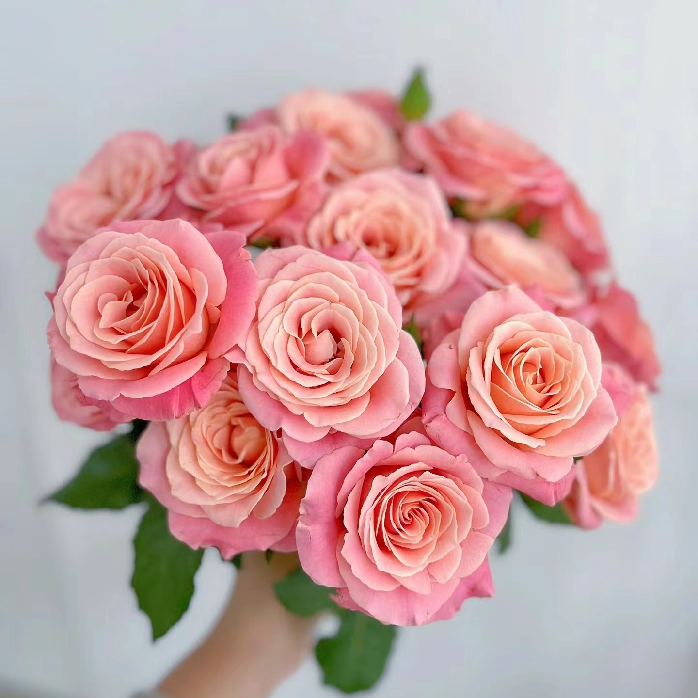 【朱小姐】方德品牌基地 单头玫瑰 | 任意满两单升级快递