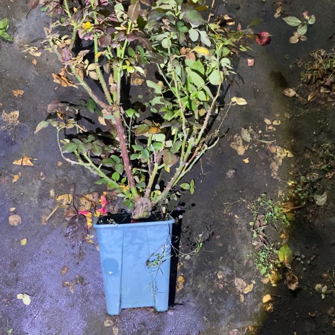 无花朵情书玫瑰土球修剪发货