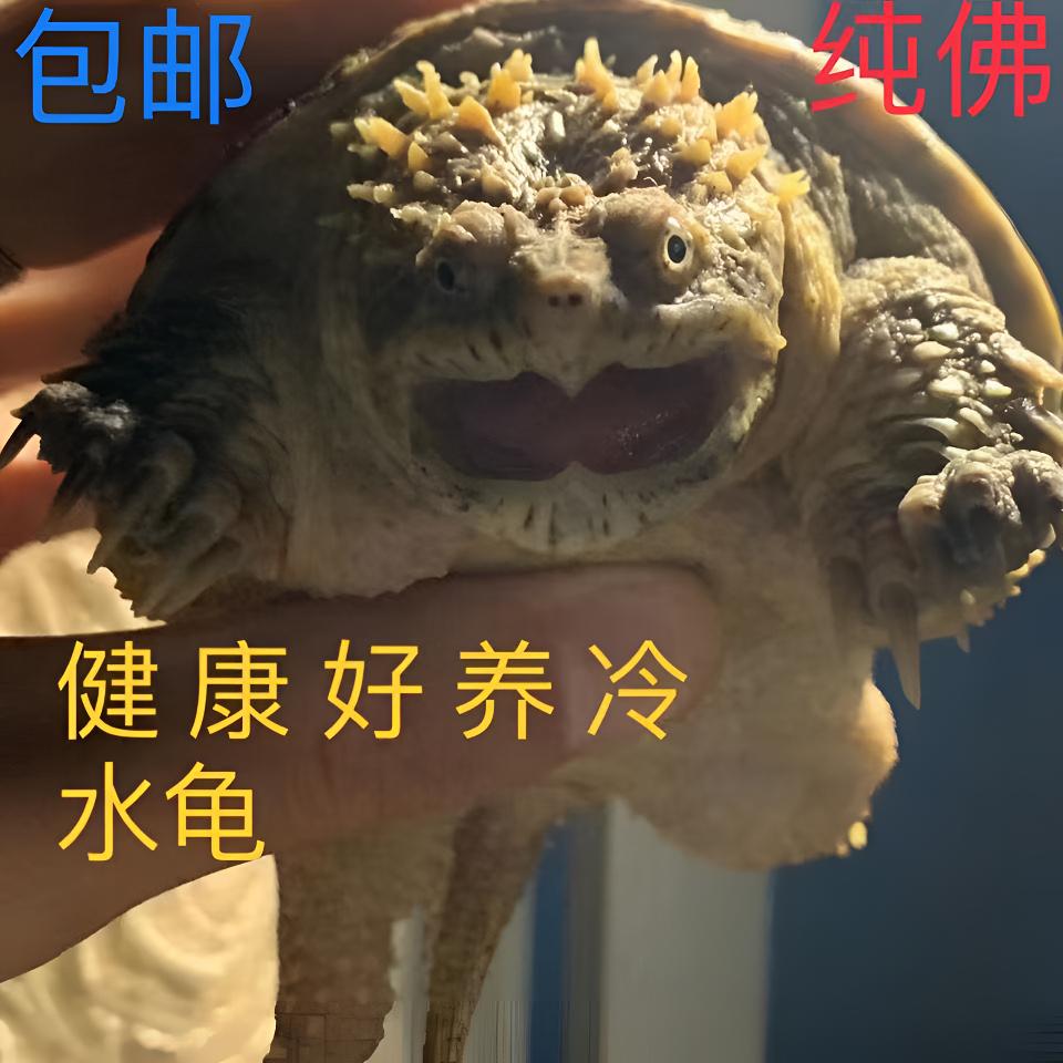 【直播精选】高品质原种宠物人工养殖观赏龟