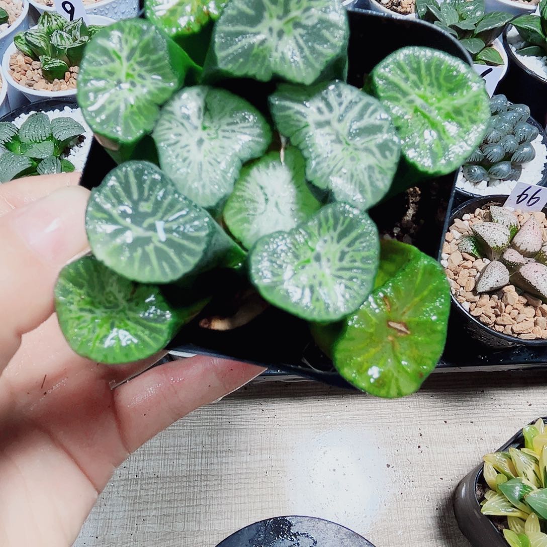 翡翠龙万象多肉植物6666