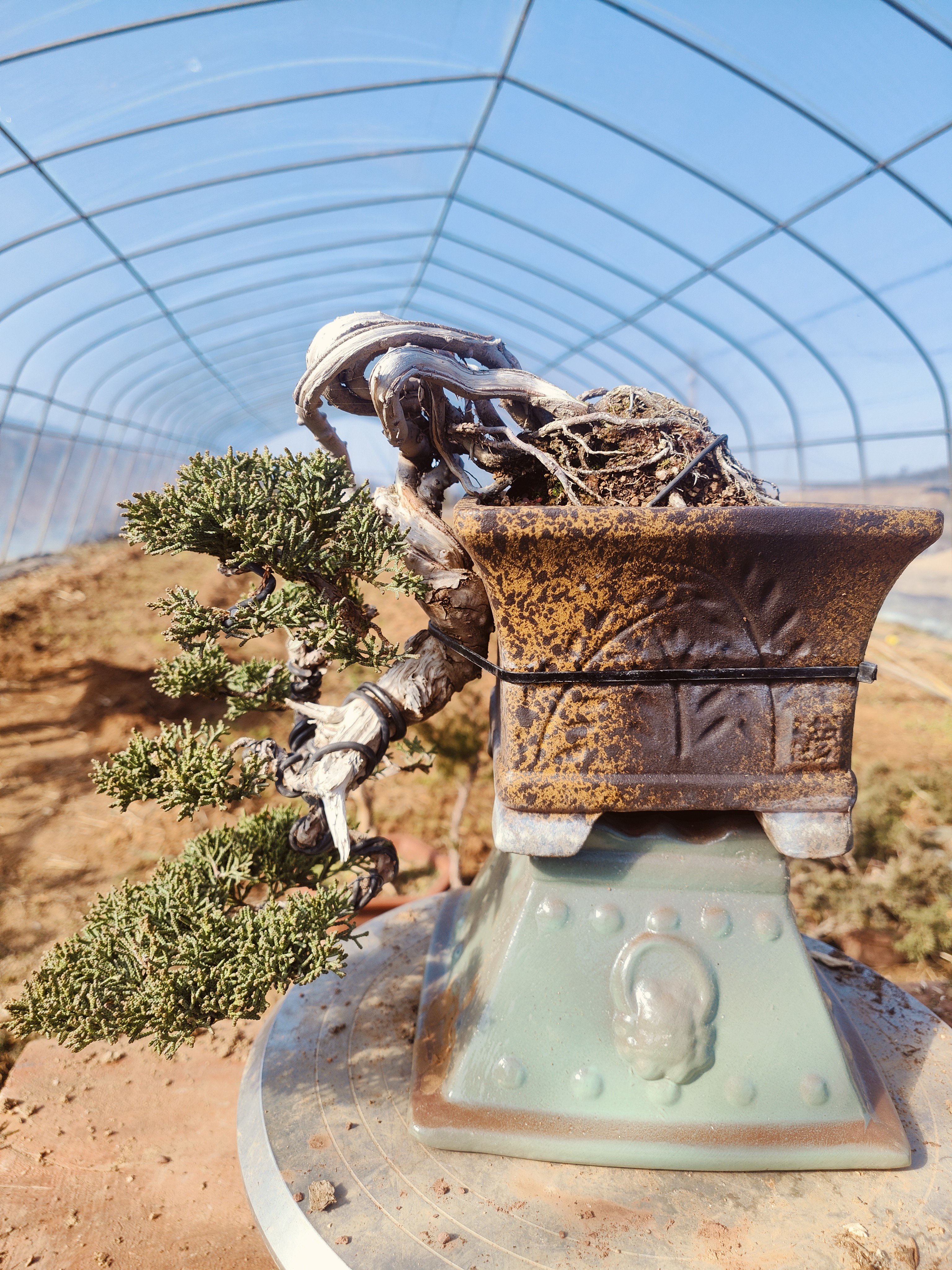 下山老桩松柏盆景耐寒耐旱南北室内外好养殖