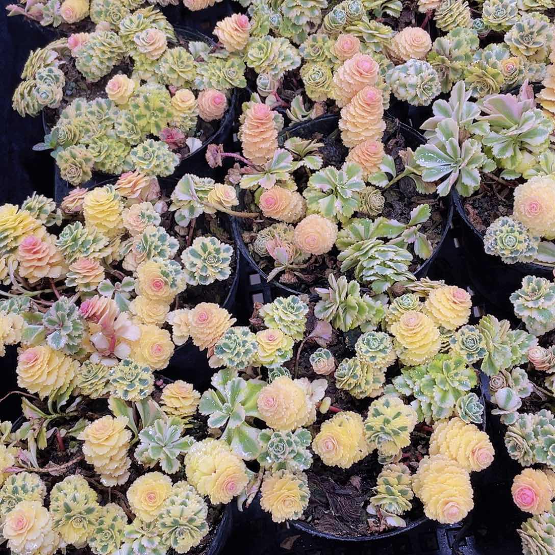 量拍77号 亚特兰蒂斯锦一盆