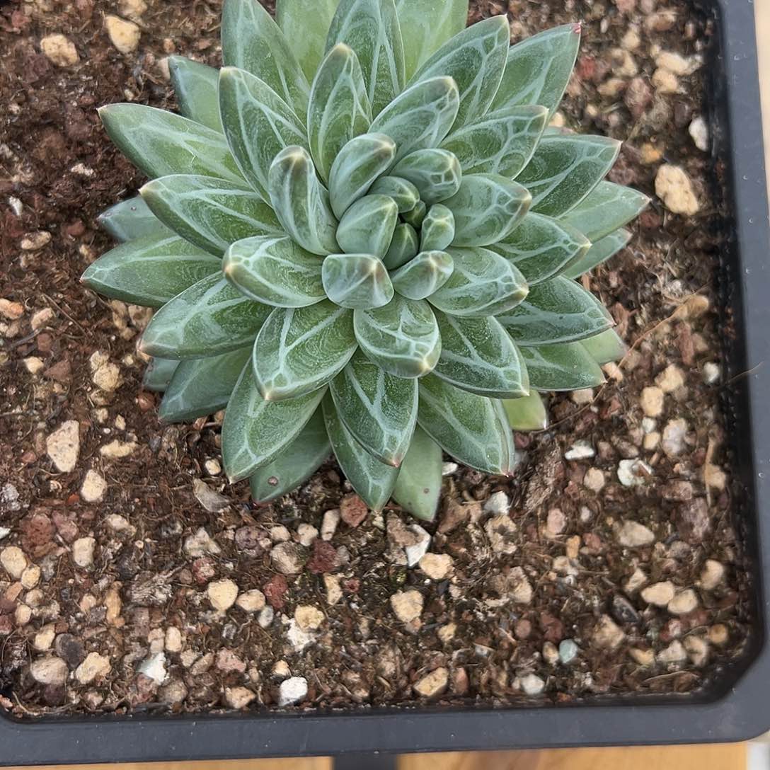 13青花瓷。 多肉。   