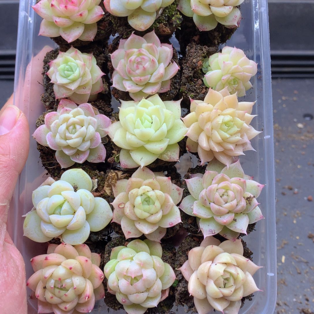 反反复复还是很开心025