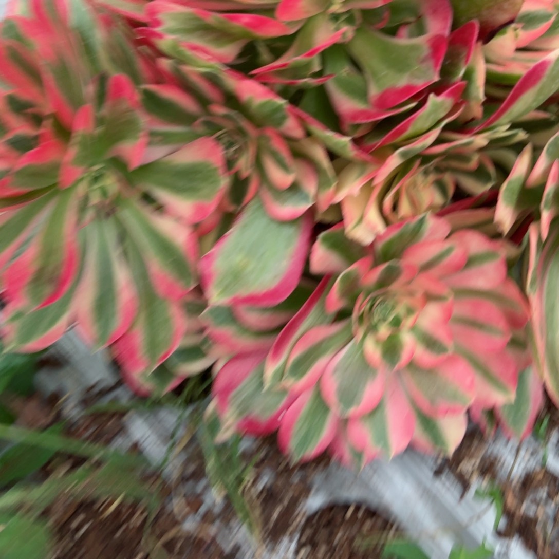 我8166 号多肉法师特价