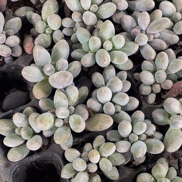 小汤圆1元带土发