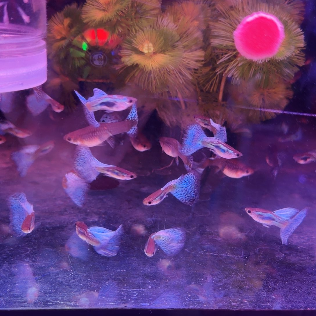 孔雀鱼兰草10对(6对送4对备损)