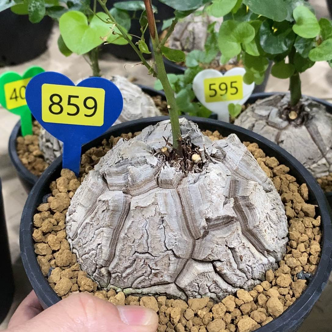 南非龟甲龙龟甲龙