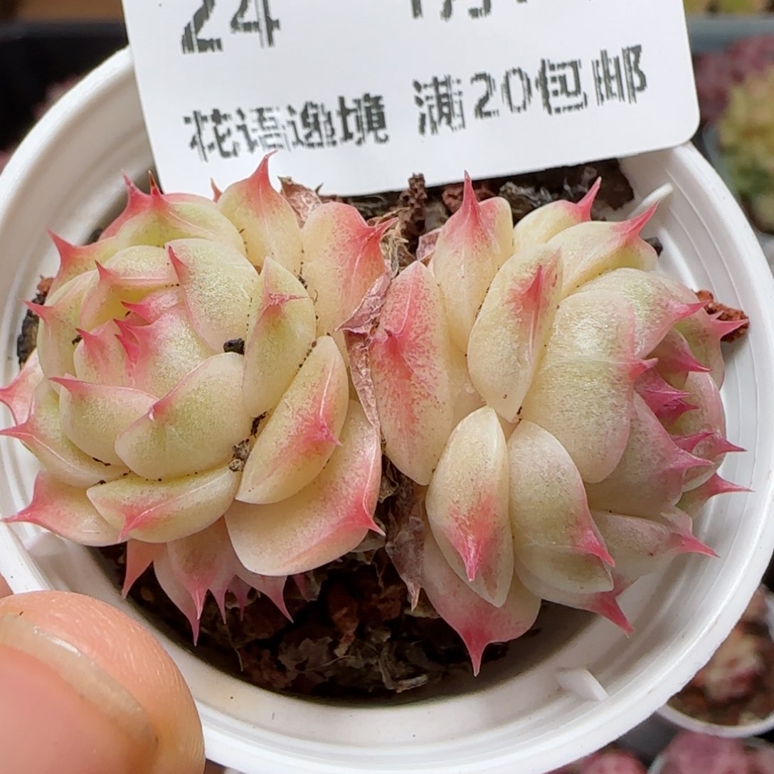 粥***粥花语逸境0116-24