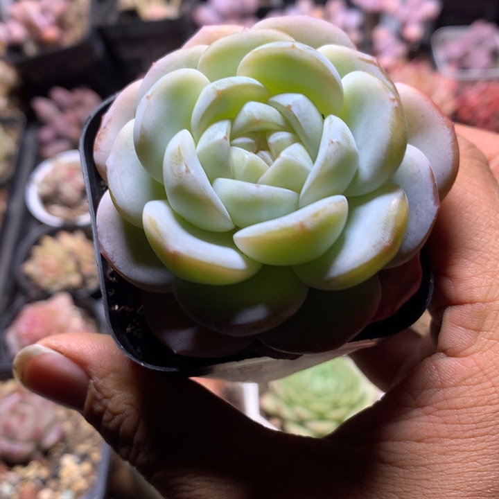 雪宝多肉一物一拍