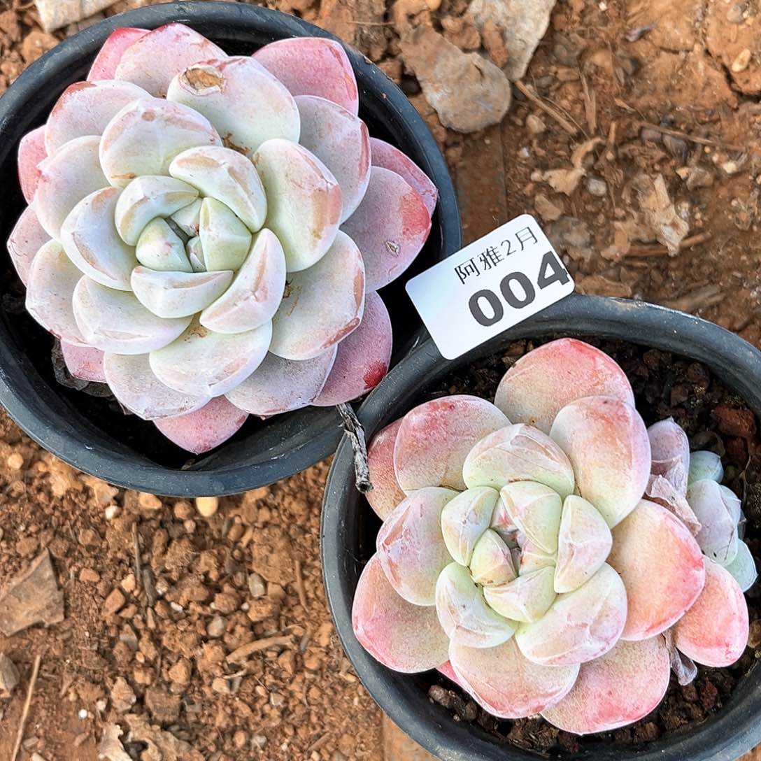 阿雅园艺。   004