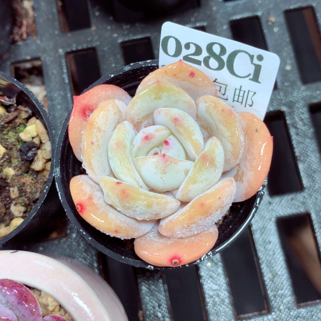 5厘米盆精控多肉028