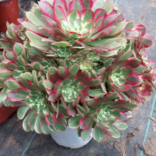 开***心无花朵玉芙蓉法师多肉植物121号