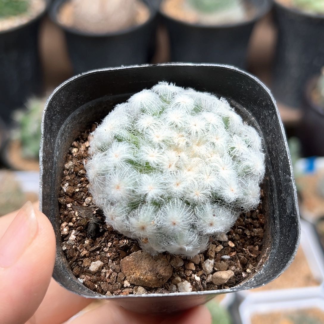佛头白星自根球4cm
