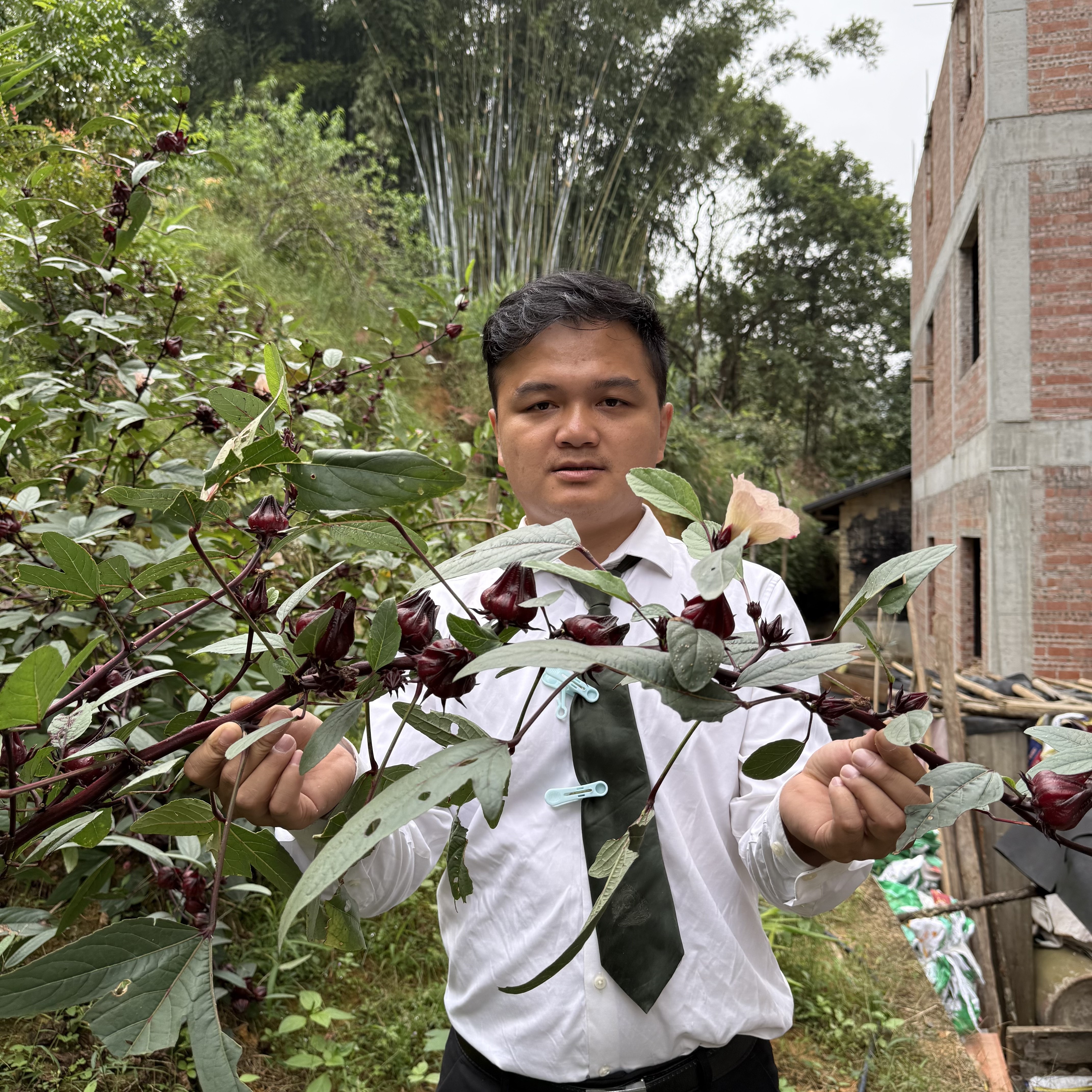村民自种新鲜现摘洛神花玫瑰茄红桃k果可用于泡酒泡茶