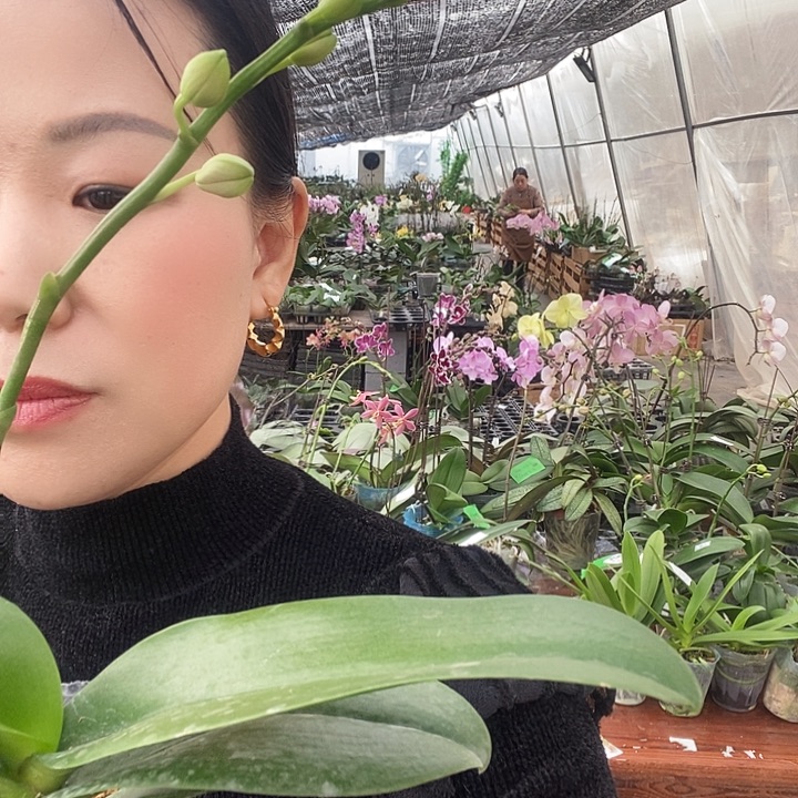 无花朵紫水晶蝴蝶兰