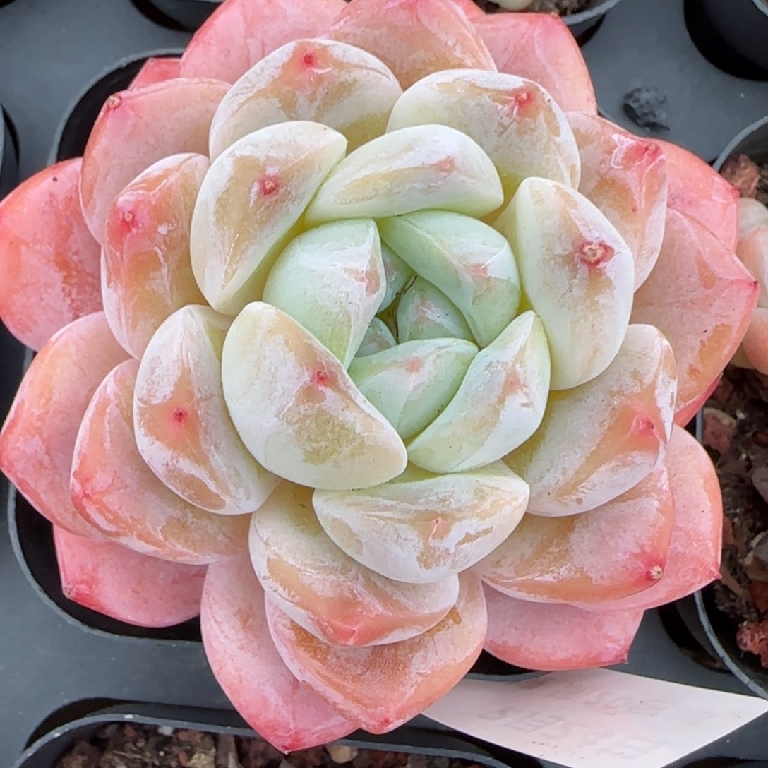 花语逸镜0224-59