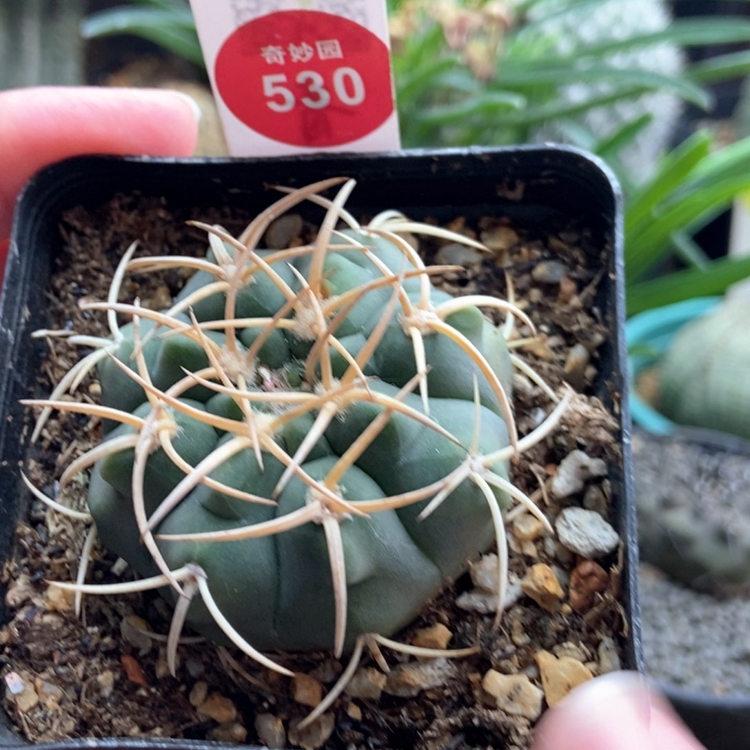 实生天平丸4.6cm