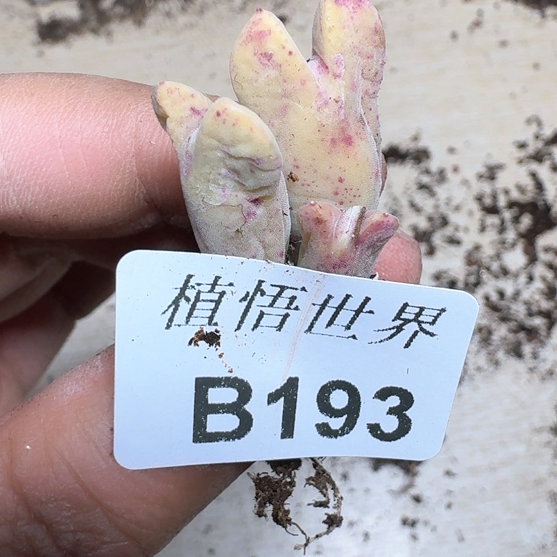 193家多肉植物哇f g