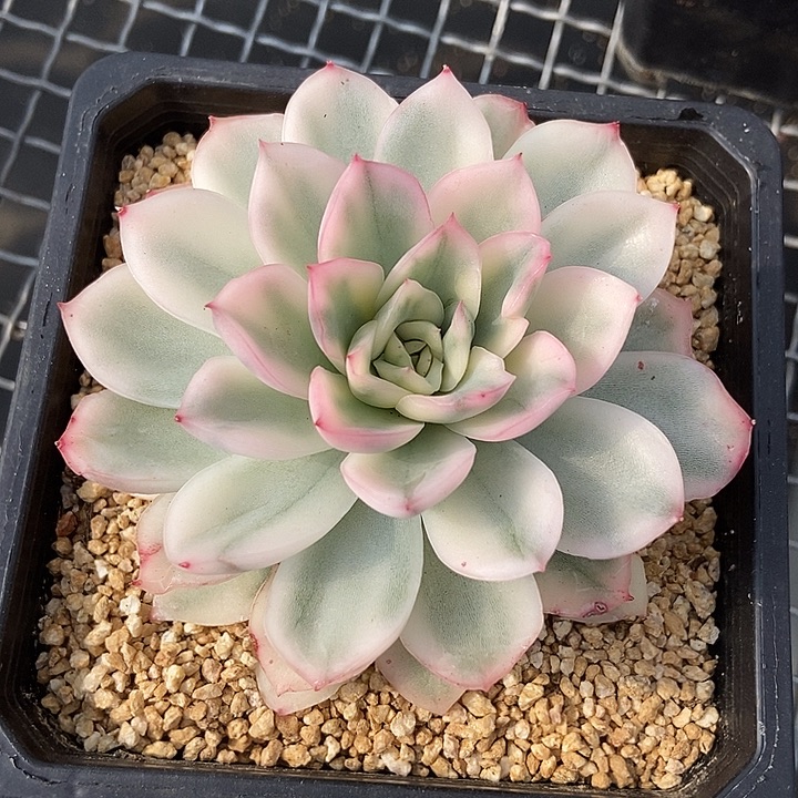 寒酥锦多肉植物的